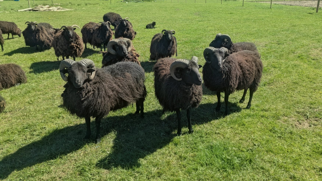 Hebridean sheep