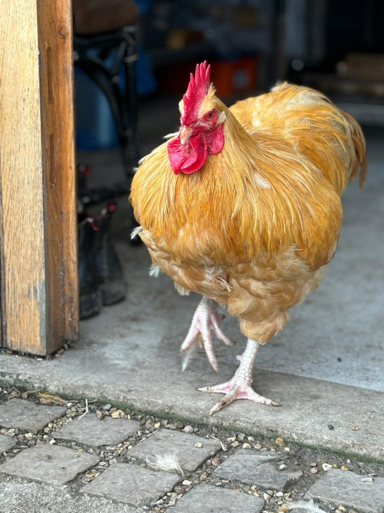 clyde the rooster