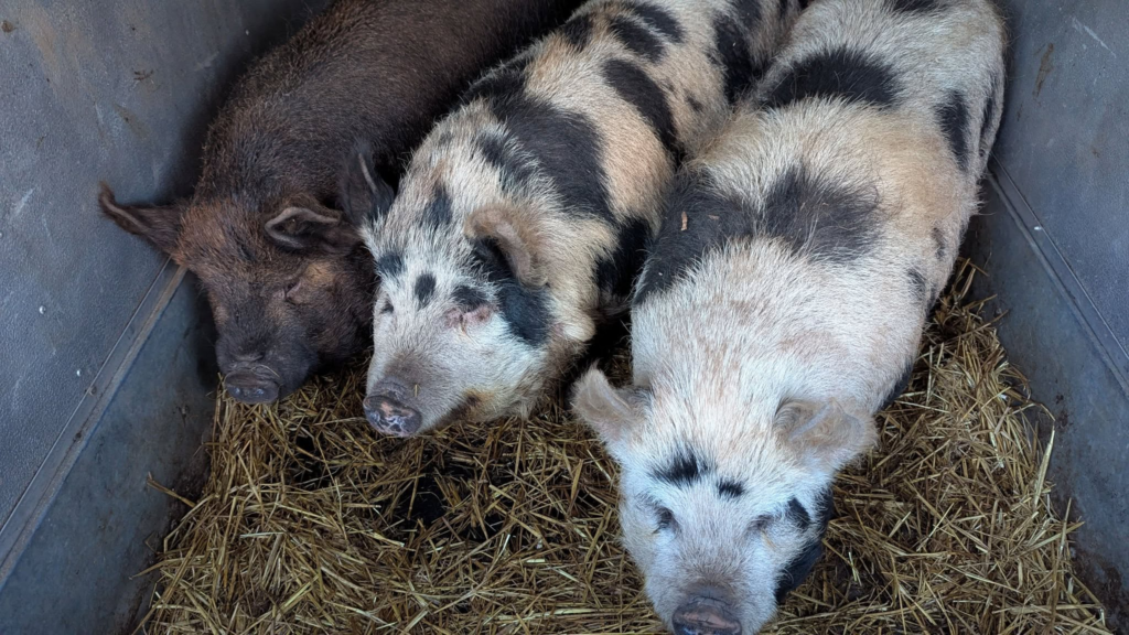 kune pigs