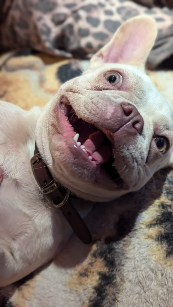 pet-dog