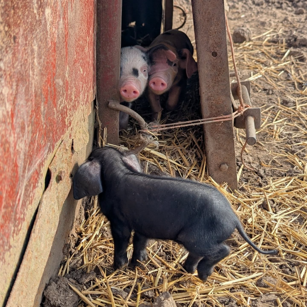 piglets close-up